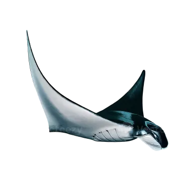 a black and white manta in the air