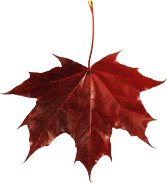 a red maple leaf on a white background