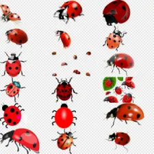 set of ladybuns on transparent background