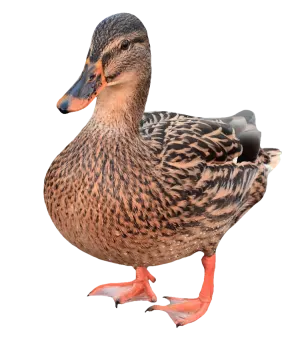 a duck standing on top of a white surface