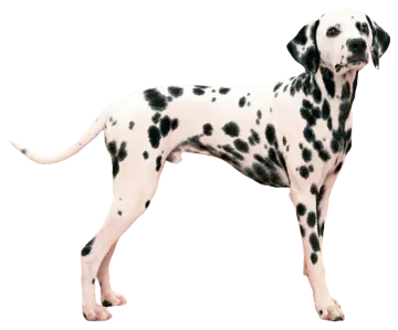 a black and white dog standing on a white background