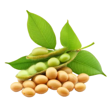 soy beans with leaves on a white background