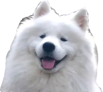 a white dog with its tongue sticking out
