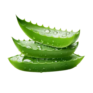 a pile of aloea alocaa leaves with water drops