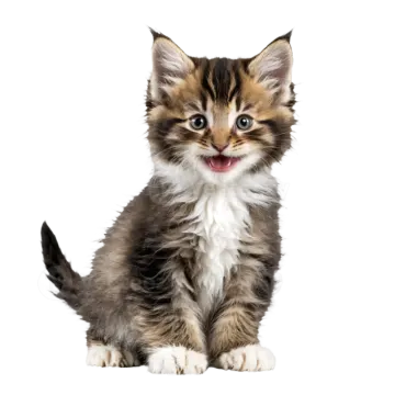 a small kitten sitting down with its mouth open