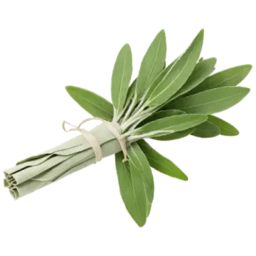 a bunch of sage leaves on white background