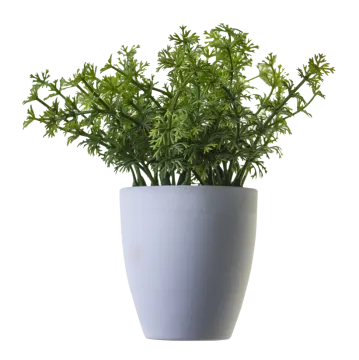 a plant in a pot on a white background