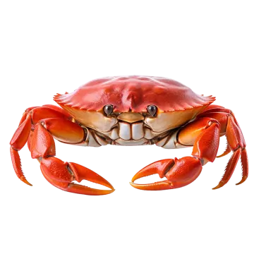 a crab on a white background