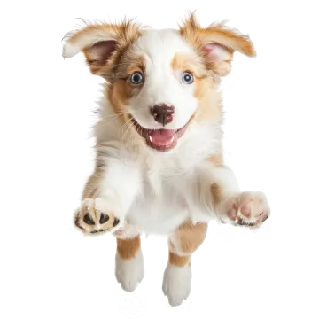 a puppy is jumping up in the air