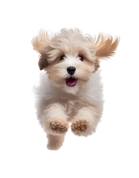 a small white dog jumping in the air