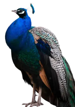 a peacock standing on top of a white surface