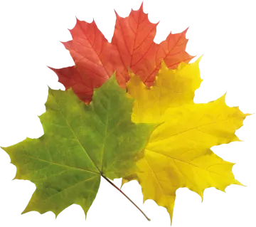 two colorful maple leaves