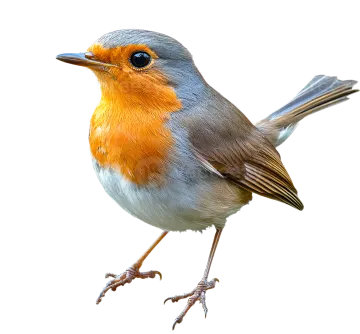 a small bird standing on a white surface