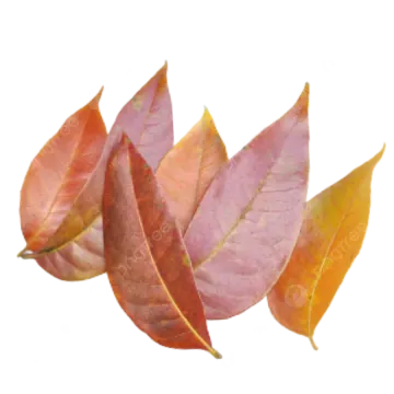 a pile of autumn leaves on a white background