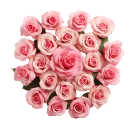 a bouquet of pink roses on a white background