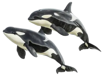 two orca whales in the air