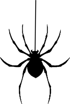 a black spider silhouetted on a white background