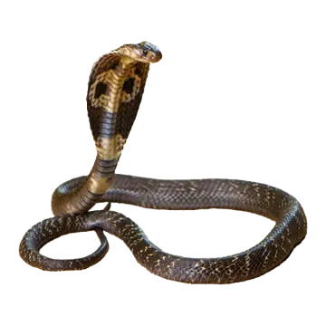 a brown snake on a white background