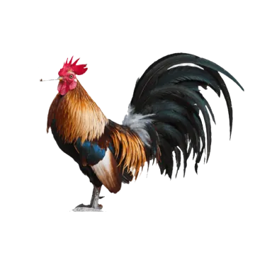 a rooster standing on top of a white surface