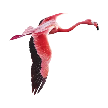a pink flaming bird flying in the air
