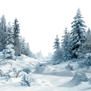 snow on the ground