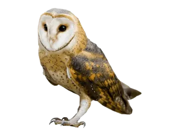a barn owl on a white background