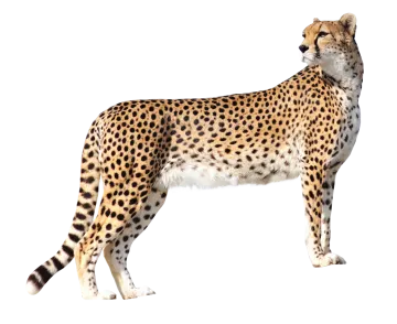 a che spotted cat standing on a white background
