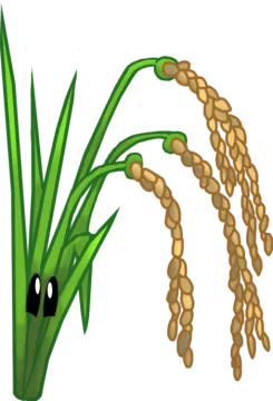a bunch of wheat on a white background