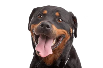 a black and brown dog with its tongue out