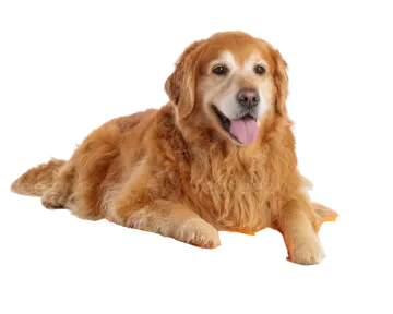 a dog laying on top of a surfboard