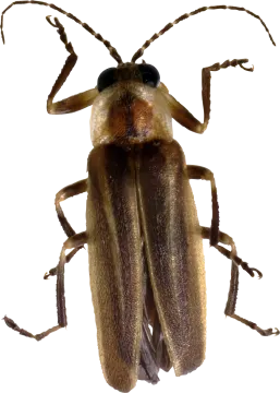 a close up of a bug on white background