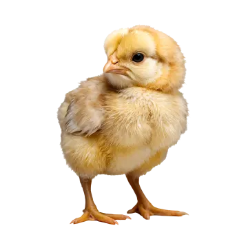 a small chicken standing up against a white background