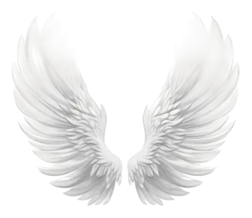 two white wings on a white background