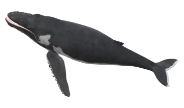 a black and white whale with its mouth open