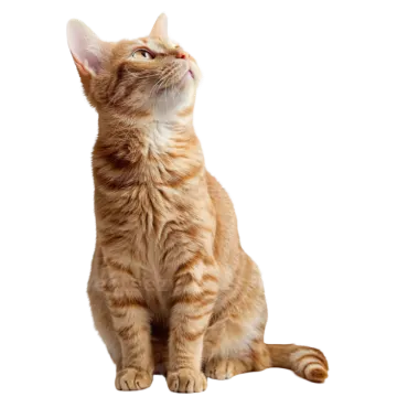 an orange cat sitting on a white background