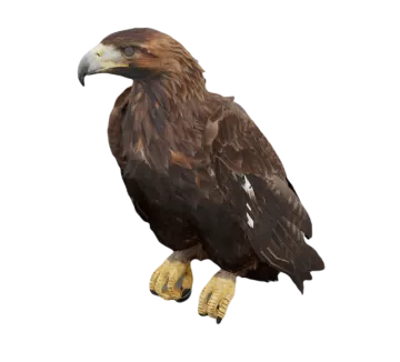 an eagle sitting on top of a white background