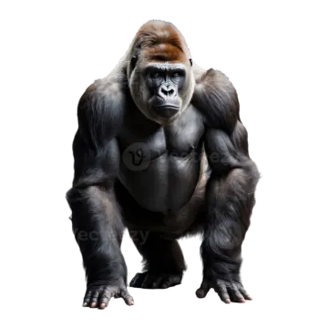 a gorilla standing in front of a white background
