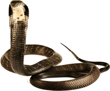 a brown snake with its mouth open
