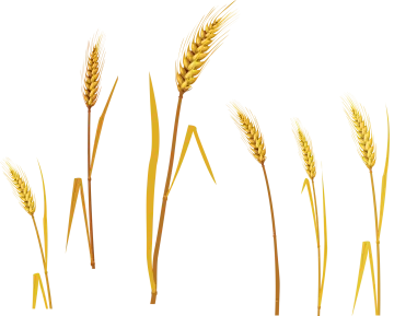 a set of three stalks of wheat