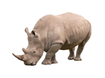 a rhino on a white background