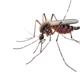 a mosquito on a white background