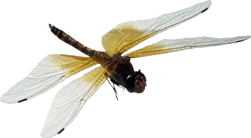 a close up view of a dragonfly