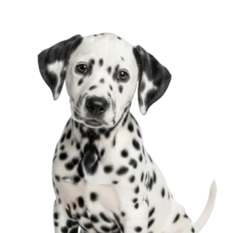 a black and white dog sitting on a white background