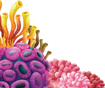 a group of colorful corals