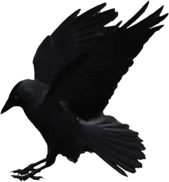 a black bird is flying in the air