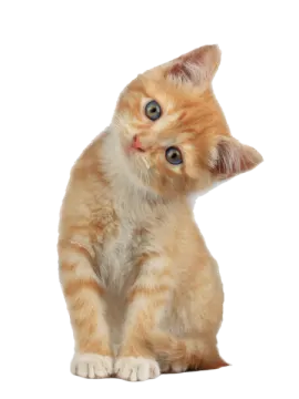 a small kitten sitting on top of a white surface