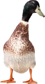 a close up of a duck on a white background