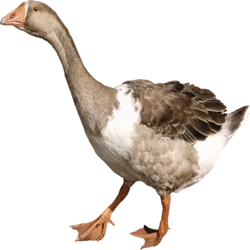 a duck walking on a white background