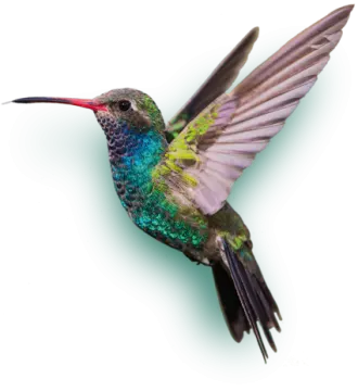 a hummingbird flying in the air