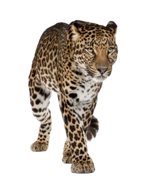 a large leopard walking across a white surface